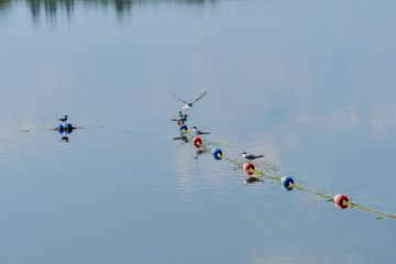 birds on buoys