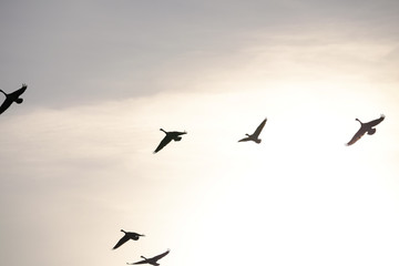 Gänse am Himmel 