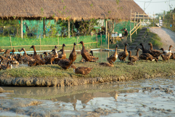 Selective focus on group of ducks in the rice field. Organic farming concept