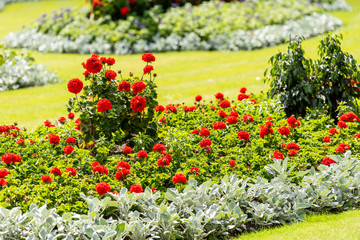 Sunny summer day with red rose flower landscaped garden in London closeup with vibrant yellow grass colors