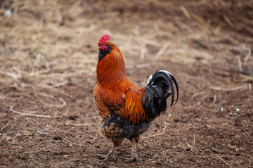 red cock on the field