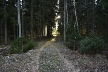 Footpath into a coniferous forest