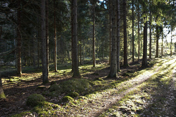 Bright coniferous forest
