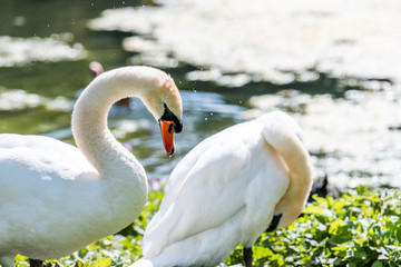 Two white swans preening feathers with orange bill beaks in London, UK St James Park green lake pond closeup in summer with bokeh blurry background