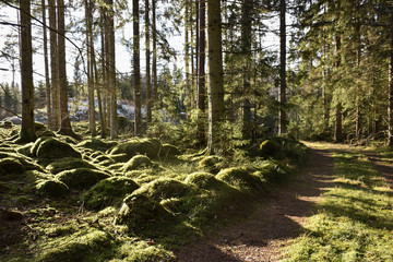 Beautiful green color in a mossy forest