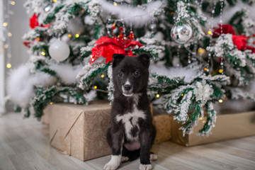 puppy under the Christmas tree