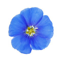 Blue flax flower isolated on white background, top view
