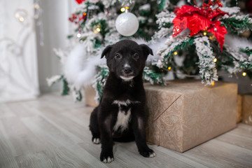 puppy under the Christmas tree