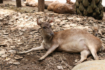 Naklejka premium Mom and baby deer in Bali Zoo, Indonesia