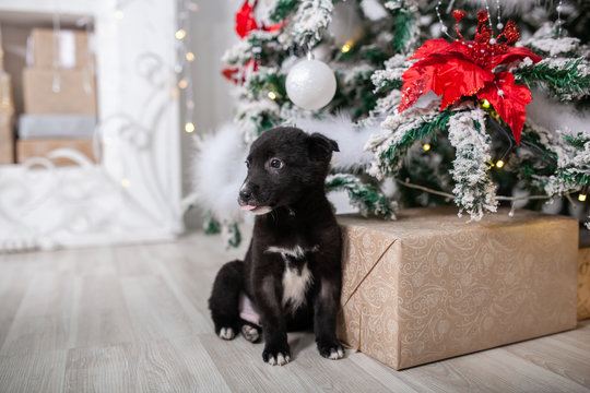 Puppy Under The Christmas Tree