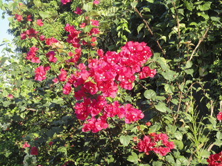 bougainvillier rouge