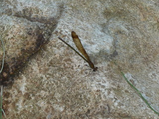Natura dell'Appennino Ligure (Ramognina, Varazze, Savona)