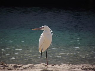 Bird on the beach