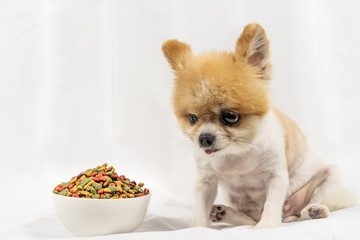 Pomeranian dog lying lonely on the table with food in morning day. Depress, anorexia, unhealthy and sick dog concepts. white background, selective focus.
