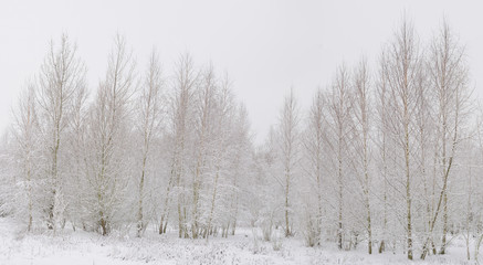 Sandbirke (Betula pendula)
