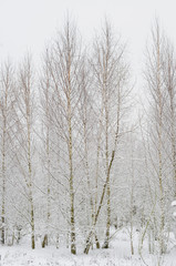 Sandbirke (Betula pendula)