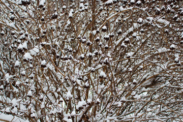 bush in the snow, hawthorn, winter in the forest
