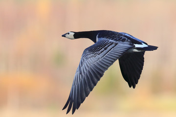 barnacle goose