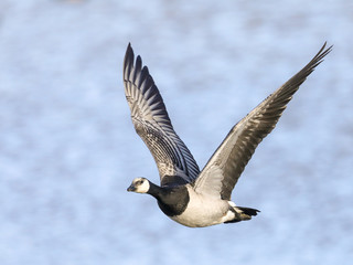 barnacle goose