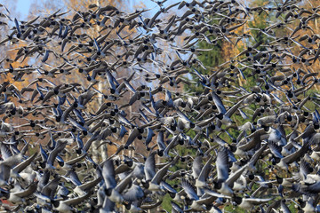 barnacle goose in autumn
