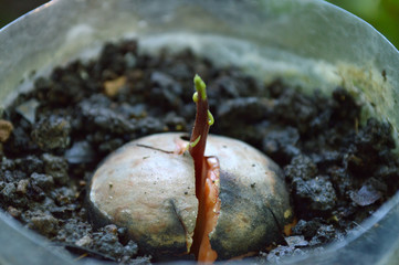 Young avocado, Persea sp., plant in recycled plastic pot, Central of Thailand