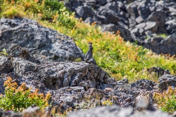 mountains, rocks and plants