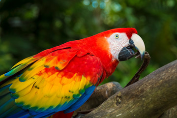colorful parrot