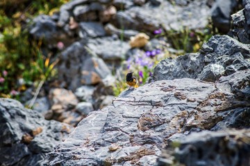 bird on the rock. bird in the mountains