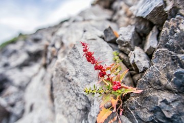 plant in the rock
