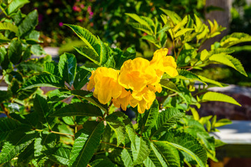 Closeup of the blossoming tecoma stans also called ginger thomas, trumpet flower or yellow elder