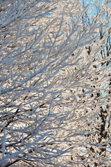Frosted tree in frosty day against the blue sky