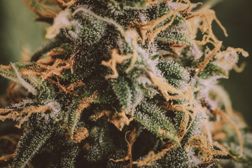 Concepts of legalizing herbs weed buds before harvest indoor grow buds cannabis Macro shot with...