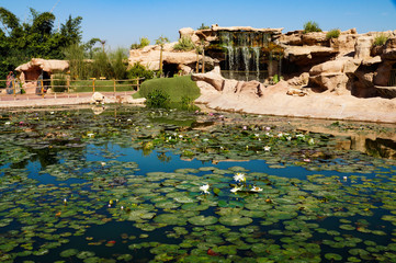 Morocco, Agadir, walk, crocopark, lake, water, flora, plants, flowers, white, water, lilies