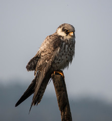 Amur Falcon
