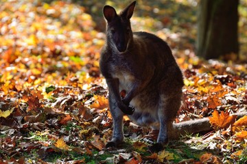 Känguru im Herbstlaub