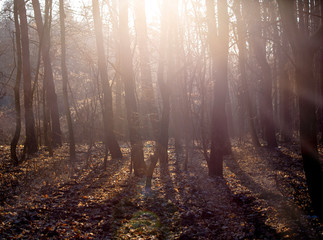Late autumn forest with rays of light