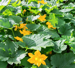 Pumpkin, Squash plant.  Squash, courgette, pumpkin, vegetable marrow yellow flower with green leaves blossoming. Vegetable as a food background texture.