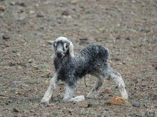 Овца и ягнята. Степь и ягнёнок.