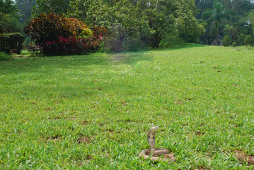 Indian cobra snake on green grass