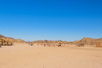 Camels in arabian desert not far from the Hurghada city, Egypt