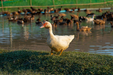 CLoseup portrait of white duck stands on the grass field with blurred crowd of brown ducks in background