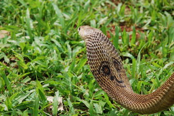 Indian cobra snake on green grass