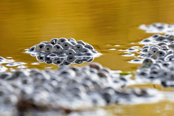 frog spawn