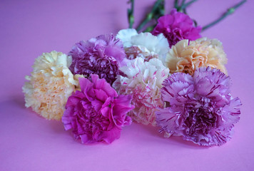 Blumen Nelken als Schnittblume