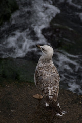 gull, pescarus,Möwe, gabbiano,in Constanta ,Romania