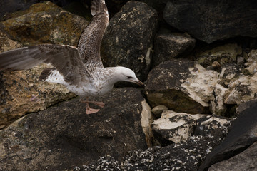 gull, pescarus,Möwe, gabbiano,in Constanta ,Romania