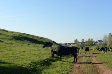 Plakat пастбище коров в деревне