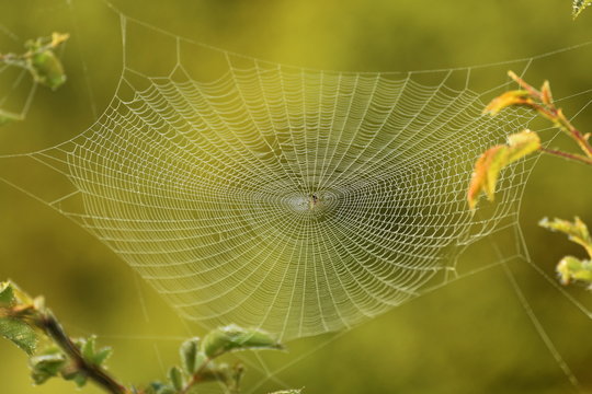 symmetrical spider web