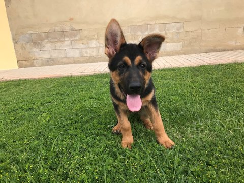 Puppy