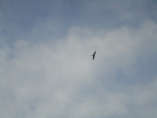 Oiseau de mer en vol aux Caraïbes